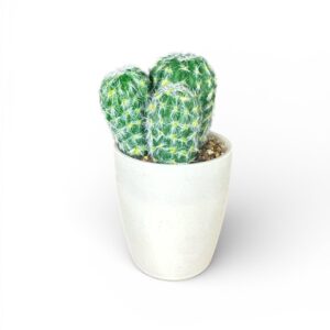 Plantă Artificială Decorativă în Ghiveci – Cactus Rotund Multiplu, Verde, Design Modern pentru Interior