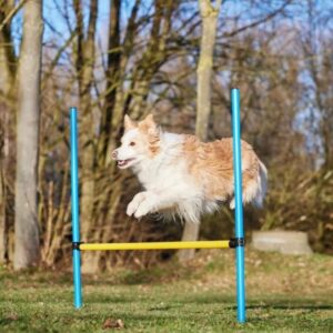 Set obstacol Agility pentru caini Romeo pentru sarituri si antrenament